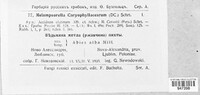 Melampsorella elatina image